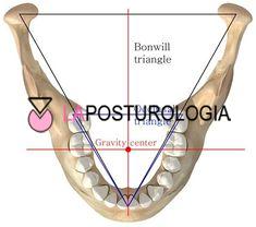 Rappresentazione del punto neutro fisiologico articolare e dei vettori di tensione dei legamenti nell'articolazione temporo-mandibolare.