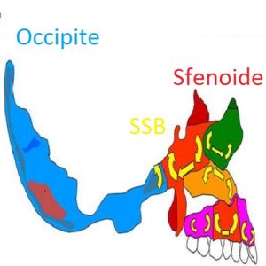 Movimento Craniosacrale