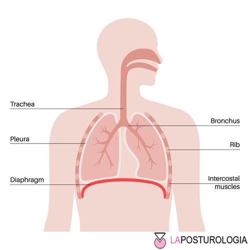Schema anatomico del torace umano che evidenzia il muscolo diaframma e il sistema respiratorio legato all'acufene posturale.