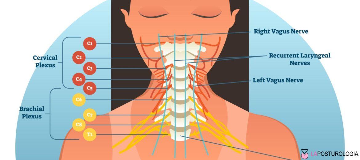 Mappa anatomica delle vie nervose cervicali coinvolte nell'acufene somatosensoriale.